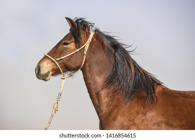 The Peruvian Paso Or Peruvian Horse Is A Breed Of Light Saddle Horse Known For Its Smooth Ride.