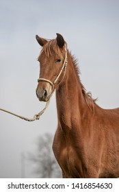 The Peruvian Paso Or Peruvian Horse Is A Breed Of Light Saddle Horse Known For Its Smooth Ride.