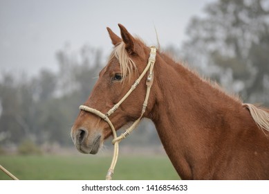 The Peruvian Paso Or Peruvian Horse Is A Breed Of Light Saddle Horse Known For Its Smooth Ride.