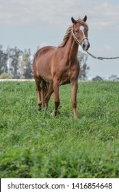 The Peruvian Paso Or Peruvian Horse Is A Breed Of Light Saddle Horse Known For Its Smooth Ride.