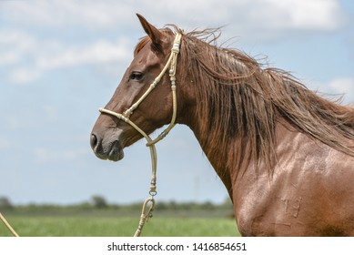 The Peruvian Paso Or Peruvian Horse Is A Breed Of Light Saddle Horse Known For Its Smooth Ride.