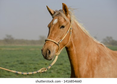 The Peruvian Paso Or Peruvian Horse Is A Breed Of Light Saddle Horse Known For Its Smooth Ride.