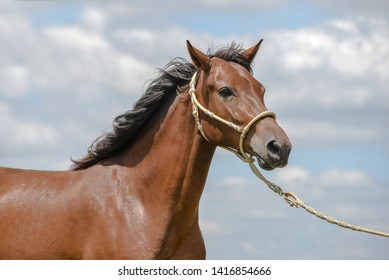 The Peruvian Paso Or Peruvian Horse Is A Breed Of Light Saddle Horse Known For Its Smooth Ride.