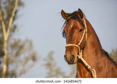 The Peruvian Paso Or Peruvian Horse Is A Breed Of Light Saddle Horse Known For Its Smooth Ride.