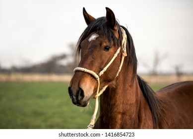 The Peruvian Paso Or Peruvian Horse Is A Breed Of Light Saddle Horse Known For Its Smooth Ride.