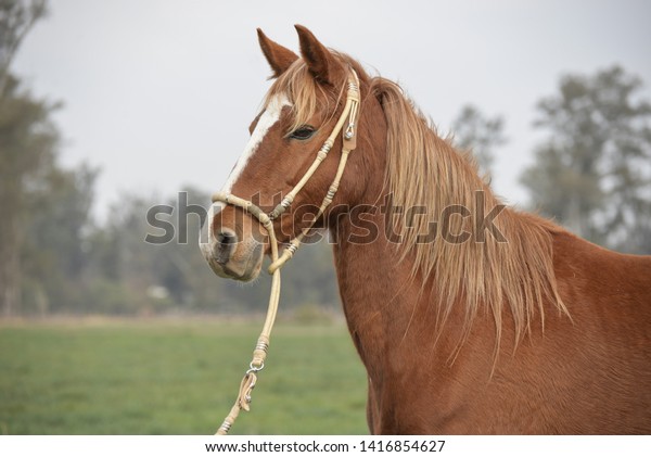 The Peruvian Paso or Peruvian\
Horse is a breed of light saddle horse known for its smooth\
ride.