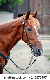 Peruvian Paso Mare 