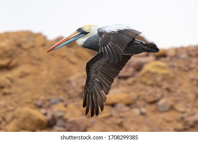 Peruvian Pelican (Pelecanus Thagus) Paracas, Peru