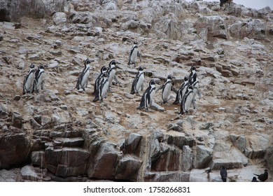 Peruvian Penguins Marching On A Rock Rift At Paracas, Perú