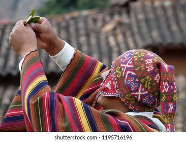     Peruvian Shaman Holding Coca Leaves In His Hand As He Presents Them To The Four Corners Of The World                           