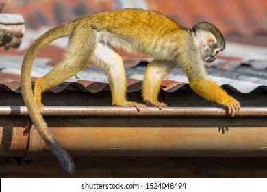 gutter monkeys coupon