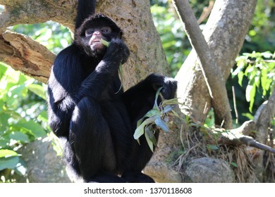 The Peruvian Spider Monkey (Ateles Chamek) 