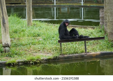 The Peruvian Spider Monkey (Ateles Chamek) Also Known As The Black-faced Black Spider Monkey, Is A Species Of Spider Monkey That Lives In Peru, Brazil And Bolivia. Here Near Manaus, Amazonas, Brazil.