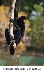 Peruvian Spider Monkey, Ateles Chamek, Sitting In A Tree