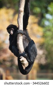 Peruvian Spider Monkey, Ateles Chamek, Sitting In A Tree