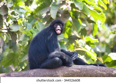 Peruvian Spider Monkey, Ateles Chamek, Sitting In A Tree