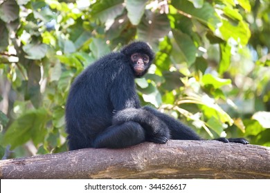 Peruvian Spider Monkey, Ateles Chamek, Sitting In A Tree