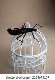 Peruvian Stick Insect (Peruphasma Schultei) Exotic Pet Insects