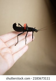 Peruvian Stick Insect (Peruphasma Schultei) Exotic Pet Insects