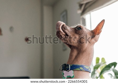 Peruvian viringos dog sitting and sticking out its tongue