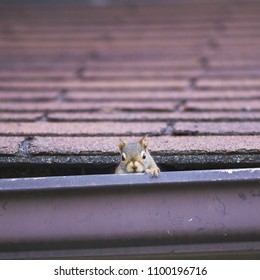 Pesky red squirrel making nest in roof; red squirrel peaking out of nest behind evestrough