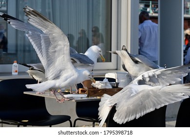 Pesky Seagulls Stealing Food From Table