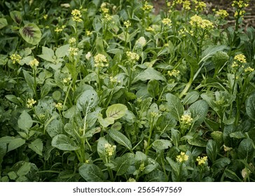 Pest attack damage on leaves of flowering Kai lan or Chinese broccoli blooming yellow flower at vegetable garden traditional farming in Thai Binh, Vietnam, thick stems, glossy kale leafy greens. Asia