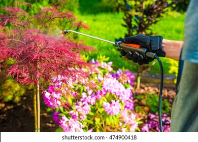 Pest Control In The Garden. Gardener Spraying Garden Flowers.