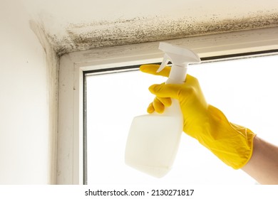 pest control, a person sprays a remedy for mold and other pests on the win of the windows.