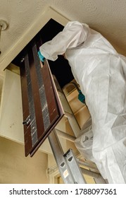 Pest Controller,  Builder, Trades Man Climbing Ladder In To Loft Hatch With Loft Crawl Board.