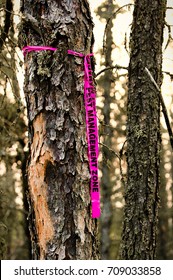 Pest Management Ribbon Tied To A Tree Infected With Mountain Pine Beetle.