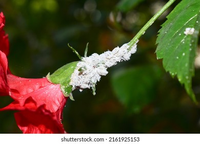 1,097 Citrus tree pests Images, Stock Photos & Vectors | Shutterstock