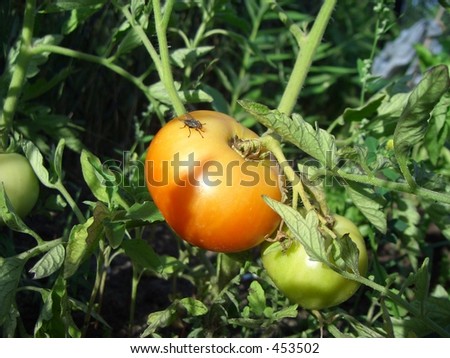 Rote Tomate und gelbe Tomate