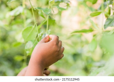 Pest Plant Leaf Disease In Agriculture. Parasite Pesticide Free In Organic Food. Mid Hispanic Woman