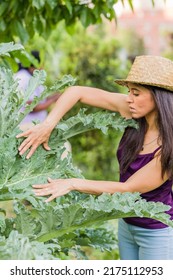 Pest Plant Leaf Disease In Agriculture. Parasite Pesticide Free In Organic Food. Mid Hispanic Woman