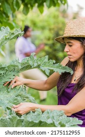 Pest Plant Leaf Disease In Agriculture. Parasite Pesticide Free In Organic Food. Mid Hispanic Woman