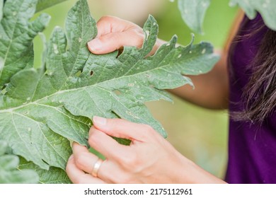 Pest Plant Leaf Disease In Agriculture. Parasite Pesticide Free In Organic Food. Mid Hispanic Woman