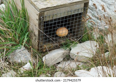 Pest Trap With Egg To Attract Unwanted Environmental Pests In New Zealand.