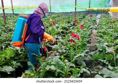 Pesticide Application In A Flower Farm In South America