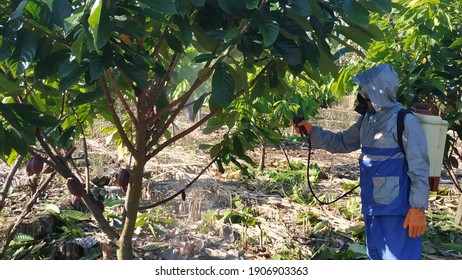 Pesticide Application On Cocoa Plants