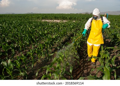 Pesticide Application On A Corn Field For Pest Control
