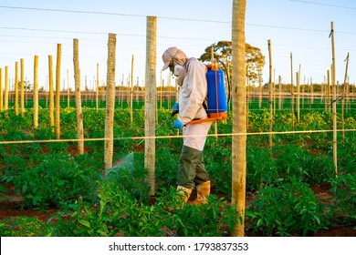 

Pesticide Application In Plantation Tomato 