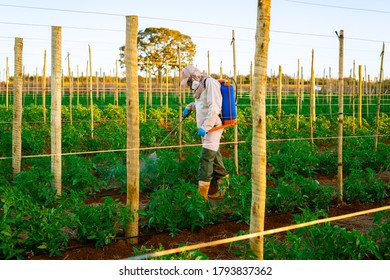 

Pesticide Application In Plantation Tomato 