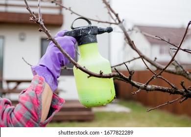 Pesticide treatment, pest control, insect extermination on fruit trees in the garden, spraying poison from a spray bottle, hands close-up.