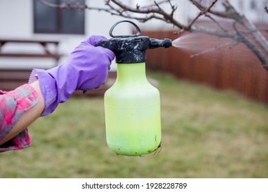 Pesticide treatment, pest control, insect extermination on fruit trees in the garden, spraying poison from a spray bottle, hands close-up.
