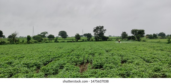 Pesticides Spray In Soyabean Farms , Its Better To Take Care Before Its Too Late