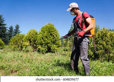 Pesticides Spraying. Farmer Kills Weed Spraying Pesticides In Field By Manual Backpack Sprayer. Europe, Poland.