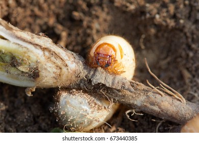 Pests control, insect, agriculture. Larva of chafer eats plant root.
