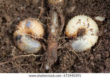 Pests control, insect, agriculture. Larva of chafer eats plant root.