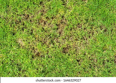 Pests And Disease Cause Amount Of Damage To Green Lawns, Lawn In Bad Condition And Need Maintaining.